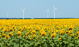 Windmills behind sunflower field