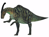 Parasaurolophus Dinosaur on White