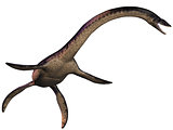 Plesiosaurus on White