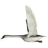 Swan Wings Up