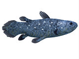 Coelacanth Fish on White