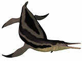 Dolichorhynchops Plesiosaur on White