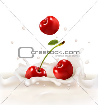 Red cherries fruits falling into the milky splash. Vector illust