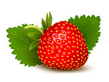 Strawberry with leaves . Vector.