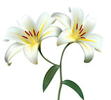 Holiday background with two white lilies. Vector.