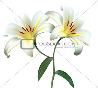 Holiday background with two white lilies. Vector.