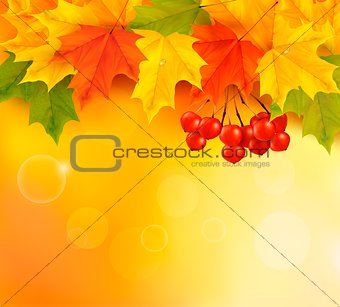 Autumn background with leaves and rowan. Back to school. Vector