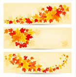 Three autumn backgrounds with colorful leaves. Back to school. V