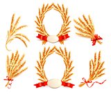 Big collection with Ears of wheat. Vector illustration. 