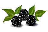 Fresh berries with leaves. Vector illustration 