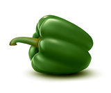 Fresh green pepper. Vector