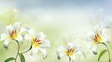 Nature background with white lilies. Vector.