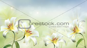 Nature background with white lilies. Vector.