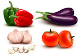 The big colorful group of vegetables. Vector