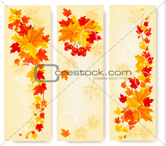 Three autumn backgrounds with colorful leaves. Back to school. V