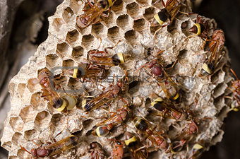 Wasp in the nest