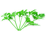 Isolated bunch curly parsley on white background