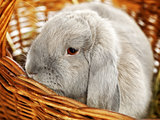 Lop-earred Rabbit