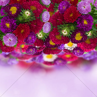 border of fresh aster flowers on bokeh background