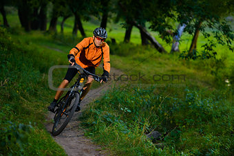 Cyclist Riding the Bike in the Beautiful Summer Forest