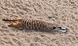  Meerkat or suricate