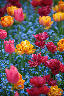 Bright Spring Flowers Colorful Pink Orange Magenta Tulips Ornamental Garden