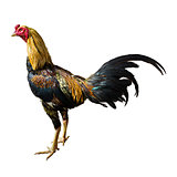 Thai Fighting Cock Left Side on White Background