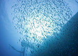 Shoal of fish in the sun