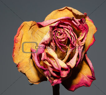 Whithered rose on gray background