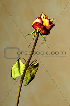Withered rose on yellow textured background