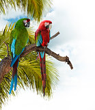 Colorful  Macaw Parrots