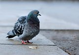 Pigeon in a militant image