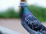 Pigeon curiously looks