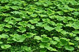 Glade from burdock plants for a background