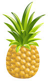 Illustration of a pineapple icon illustration