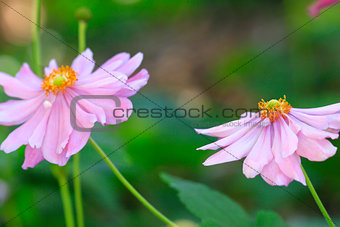 Beautiful soft pink aster with yellow centre sway in the breeze