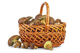 Wicker basket with yellow boletus mushrooms near. 
