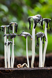 dead  mushrooms
