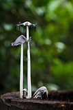dead  mushrooms