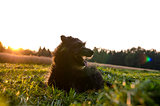 Black dog on a meadow