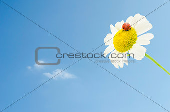 Ladybug on daisy over blue sky