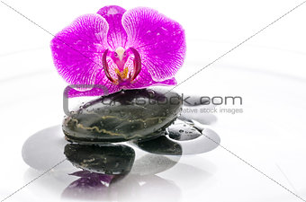 Orchid flower and black stones in water