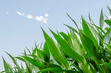 Corn field detail