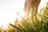 Farmer hand touching wheat ears