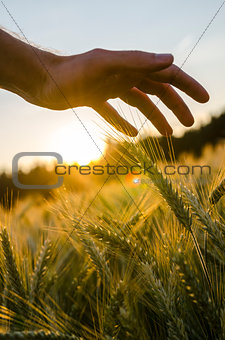 Male hand stroking wheat field.