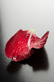 Rose petal closeup