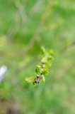 Spring branch of young plum tree