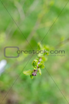 Spring branch of young plum tree