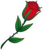 Rose on white background