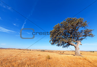 Single tree in a wheat field on a background of blue sky